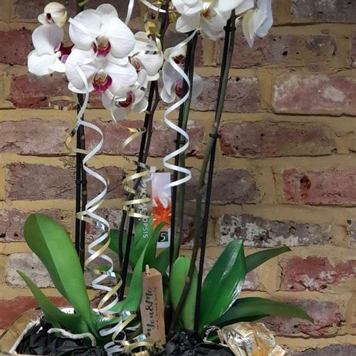 Orchid Basket