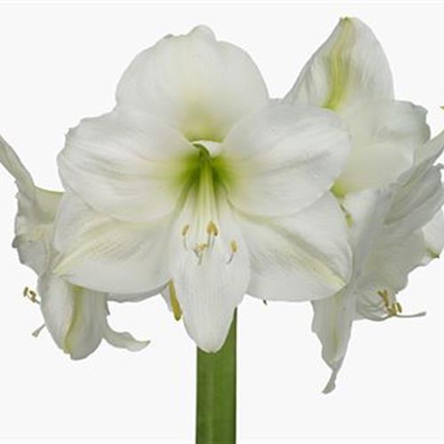 12 Luxury Long Amaryllis Stems white 
