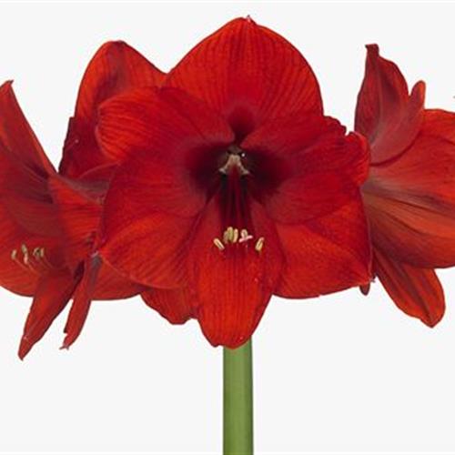 12 Luxury Long Amaryllis Stems Red