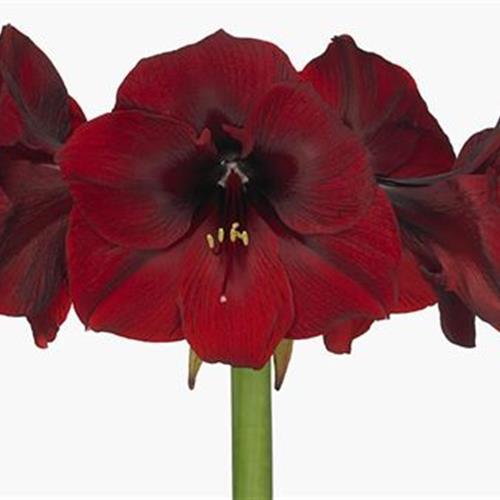 Twelve Luxury Long Amaryllis Stems burgundy 