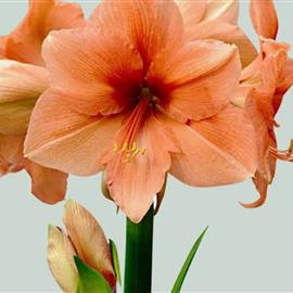 Twelve Luxury Long Amaryllis Stems peach 