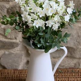 Cornish Narcissus with Jug available December 1st